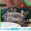 無防備すぎる姿を披露するインコが“瞬間寝落ち” あっという間な出来事に「コトン…てｗｗ」「見事なヘソ天」視聴者くぎ付け