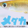 相模川ふれあい科学館、特別企画展「メダカ展」開催中！（2022/3/30）