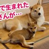 ２本足の柴犬さん、春子ちゃん。