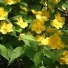 山吹の花