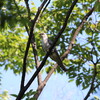 目の前にツツドリ飛来の僥倖(大阪城野鳥探鳥 2015/09/12 5:25-13:00)