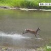 熊本県庁、江津湖にシカ出没…