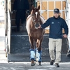 朝日杯フューチュリティSなど重賞4勝馬【サリオス(Salios)】がスタッドイン