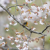 桜　キビタキ　コサメビタキ