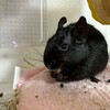 くろごまあん二世 231日目