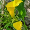 2024年6月の草花と花木　7.カラー黄花～12.常緑アガパンサス