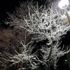 幻想的な景色を創りだす街路樹の美しい雪模様＜さっぽろの冬景色＞