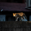 近隣繁華街のねこさん