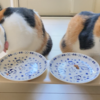 猫の水分補給も変化するヾ(o´ｪ`o)ﾉ