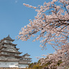 姫路城と桜の画像を現像してみる
