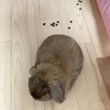 我が家のうさぎのつきの面白い癖