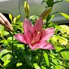 スカシユリが咲き始めました！