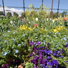 公園の花畑に居ります・・・65sgg。