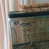 もしかして座れない金魚
