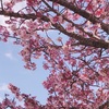 熱海桜とピンク色🌸