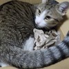 ダンボールの箱大好き!：保護猫日記。１歳10ヵ月（94週）