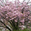 満開の八重桜を見ながら近況トーク