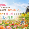 【大阪】花博記念公園鶴見緑地・風車の丘へ！ひまわりと百日草が広がる夏の絶景