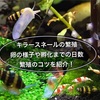 キラースネールの繁殖方法！卵から孵化までの様子繁殖のコツを紹介！