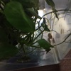 ウーパールーパーの鳴き声 さしみちゃんは行く