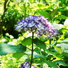 鎌倉・紫陽花寺 「明月院」