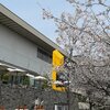 東京国立近代美術館『生誕100年　靉光展』など