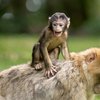 天王寺動物園のちょっと悲しいサルにまつわるエピソード。