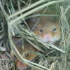 カヤネズミ Micromys minutus
