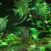 スカラレエンゼル Pterophyllum scalare