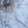 外が真っ白！札幌に本格的に雪が降ってきた！