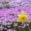 國田家の芝桜が記録的早さの満開