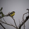 ヒメキンヒワ(Lesser Goldfinch)など