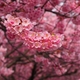 横浜緋桜の満開時に撮れました！