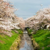 ふかや桜まつり