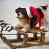 愛犬とクリスマスを楽しく過ごすには？注意することや対策についてご紹介します！