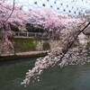 目黒川　桜		