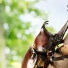 今年もやってきたカブトムシ。今年はなんと7匹！　カブトムシマンションできました。