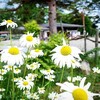 【初夏の那須高原】きれいなお花がたくさんです  2019/04/11