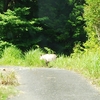 カモシカと高頻度で遭遇