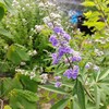 セイヨウニンジンボクの開花