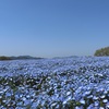 【花夢の里 芝桜とネモフィラの丘】_広島県世羅町