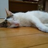 【子育て】初めて「猫カフェ」に行ってきた話