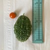 最近の家庭菜園と謎植物の話。