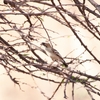 マミジロスズメハタオリ White-browed Sparrow-Weaver