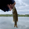 夏の多摩川スモールを追いかけて〜その5〜小さいけど一匹ゲット！！😄🎣🐟