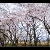 曇天の桜並木