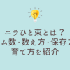 ニラひと束とは？グラム数・数え方・保存方法・育て方を紹介