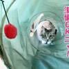 ７歳にして赤ちゃん返りか？
