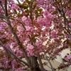 桜満開のランチ会～🌸