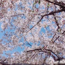 耐雪桜花麗